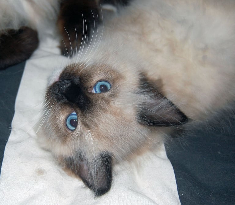 image for Pure Ragdoll Kittens 1 boy left, born 26 July 2025 - Inverness/Lochcarron