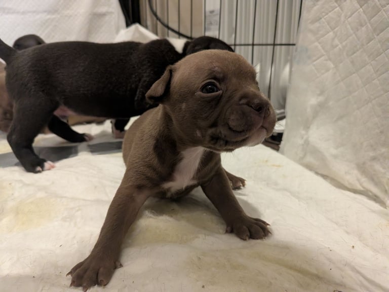 Staffy X pocket bully puppies