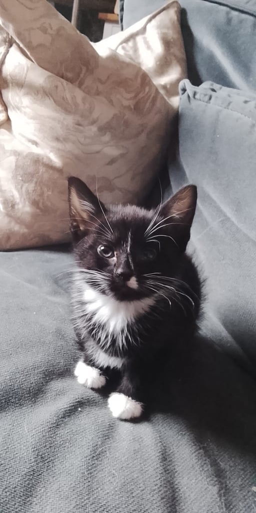 2 adorable tuxedo female kittens