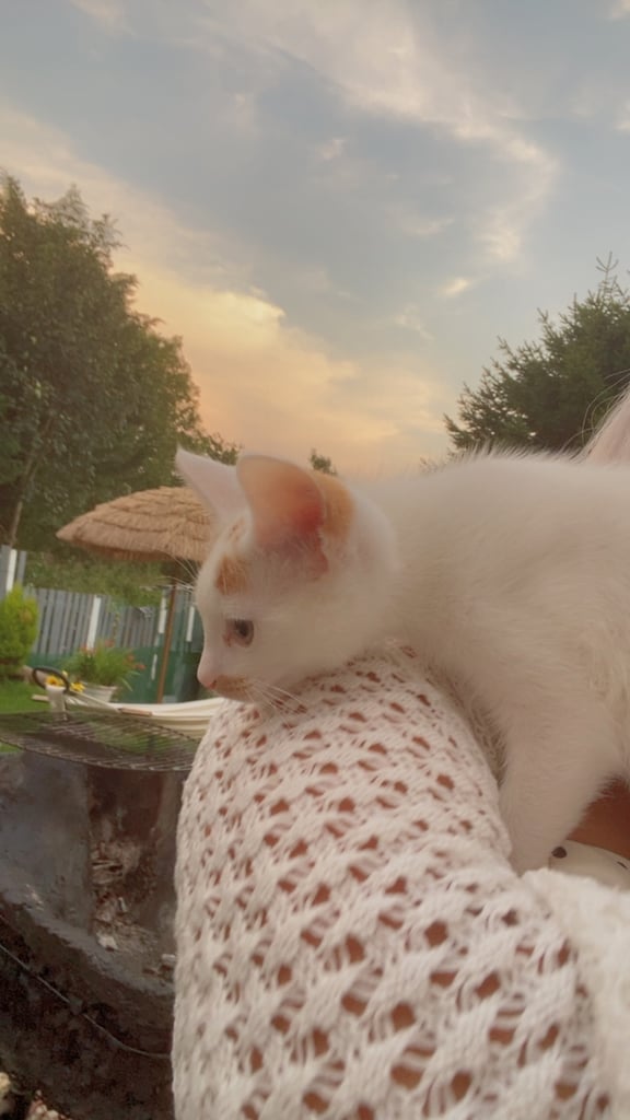 Kitten 13 weeks male  £25