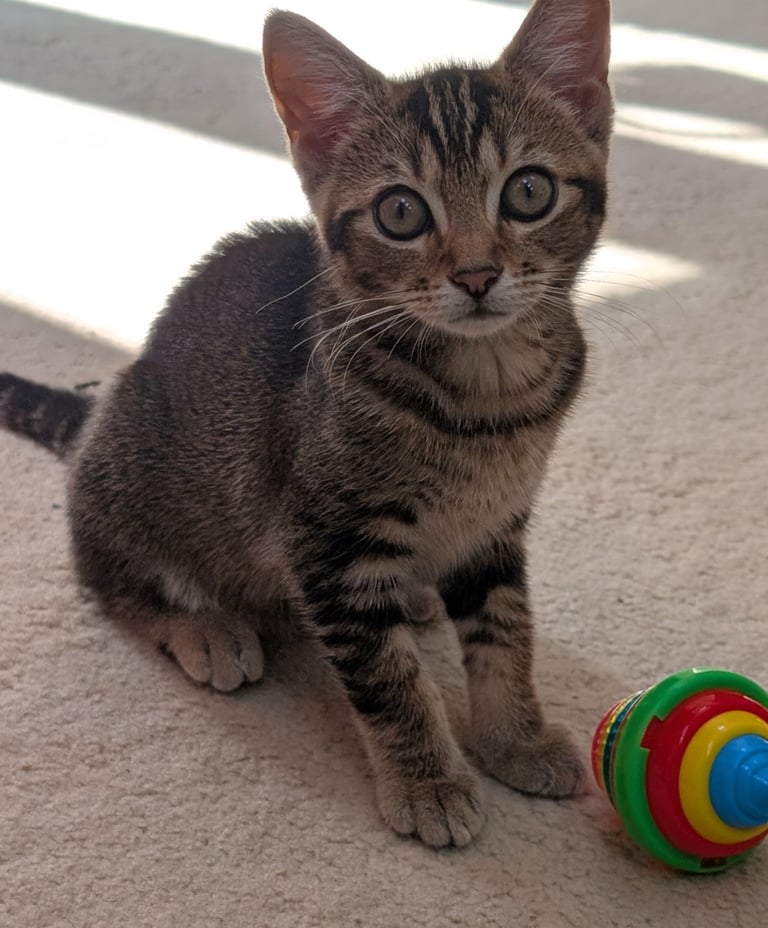 Adorable 5 months old female kitten. Fully toilet trained, playful, great with kids.