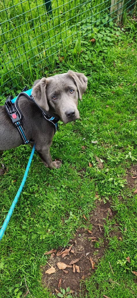 image for URGENT 7-month-old Labrador 