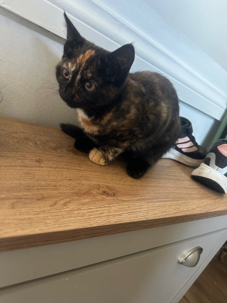 Female kittens 