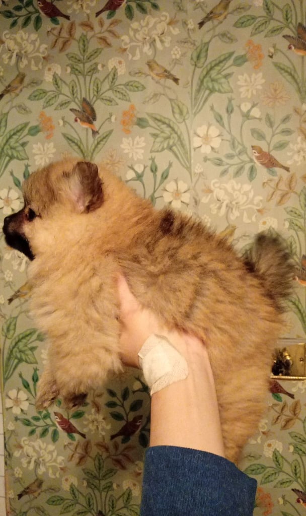 Teddy Pomeranian girl