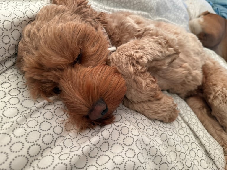 Cockapoo 18 months old 