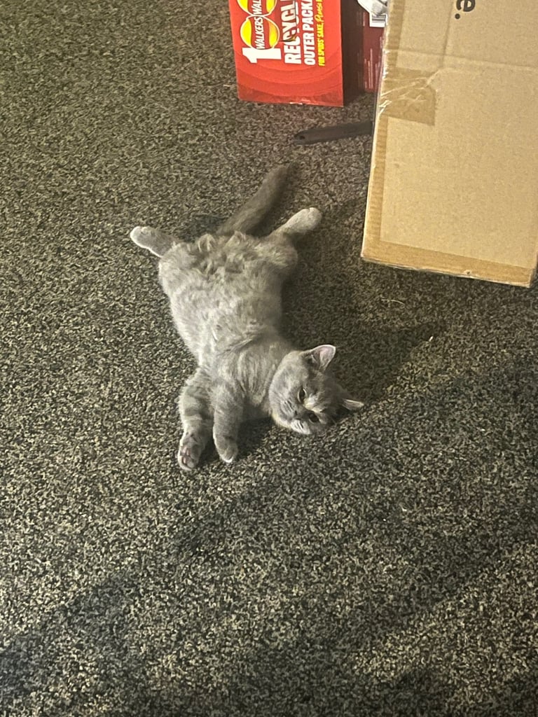 Bsh blue female kitten.