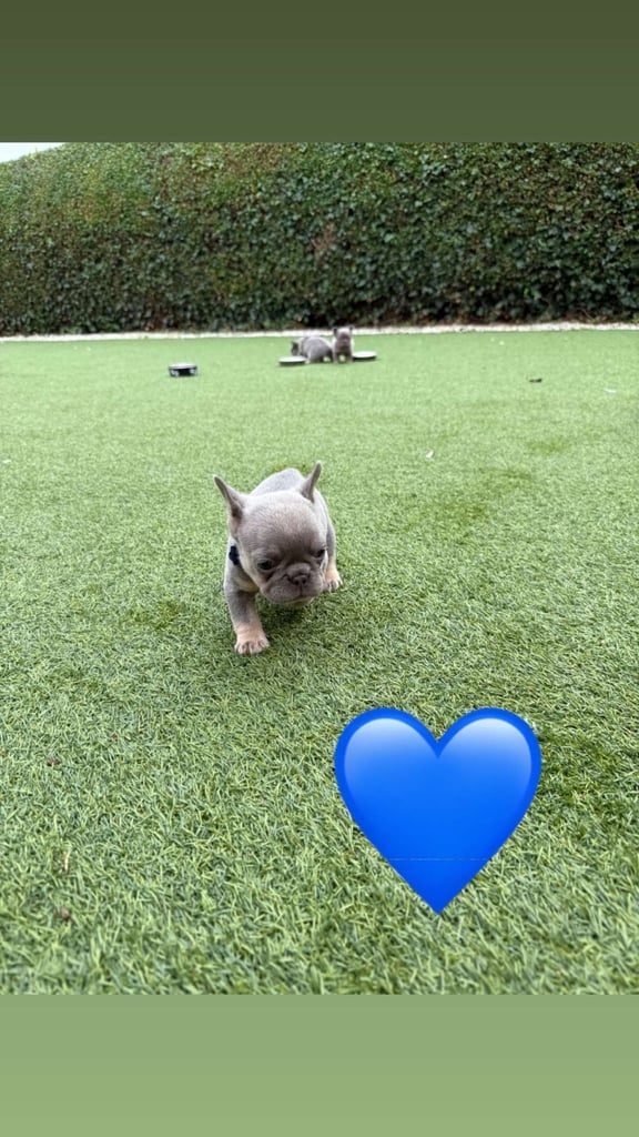 **Fluffy Frenchie’s**