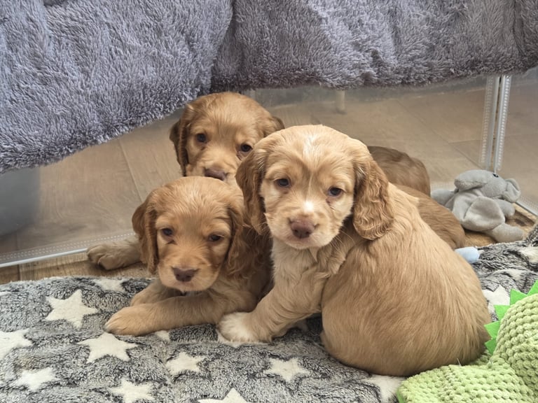 Cocker spaniel puppy 