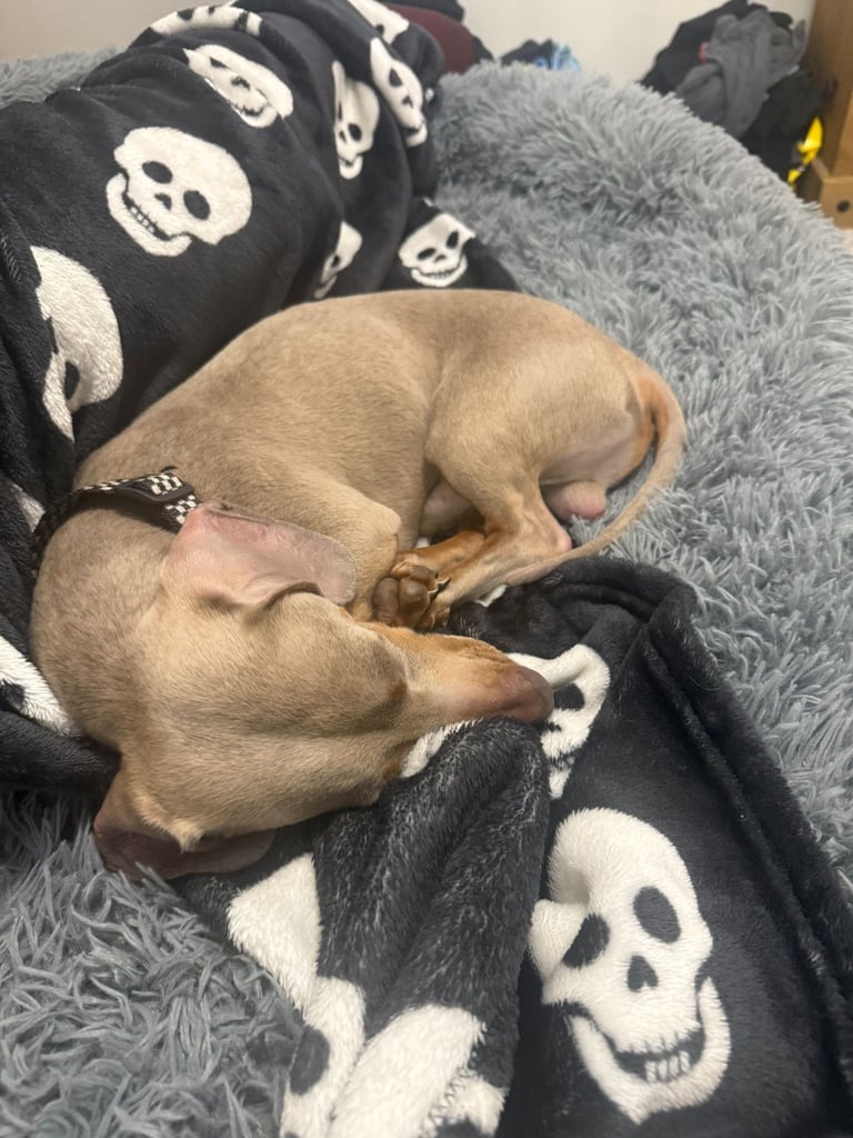 Male Miniature Dachshund Blue Tan Sausage Dog 