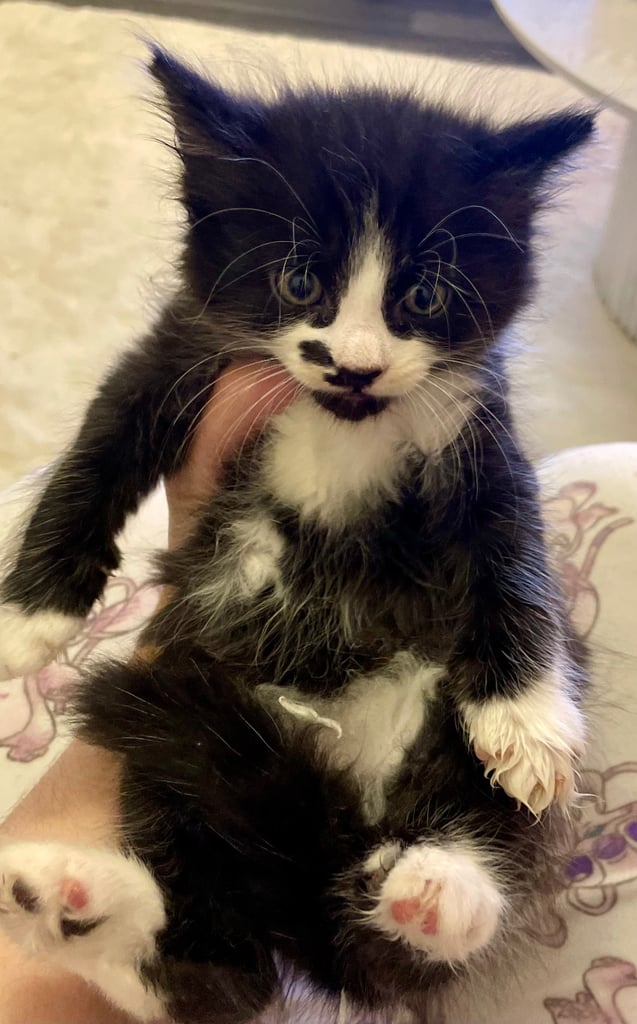 Turkish black and white angora kitten 