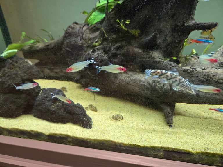 Tropical fish, need rehoming.