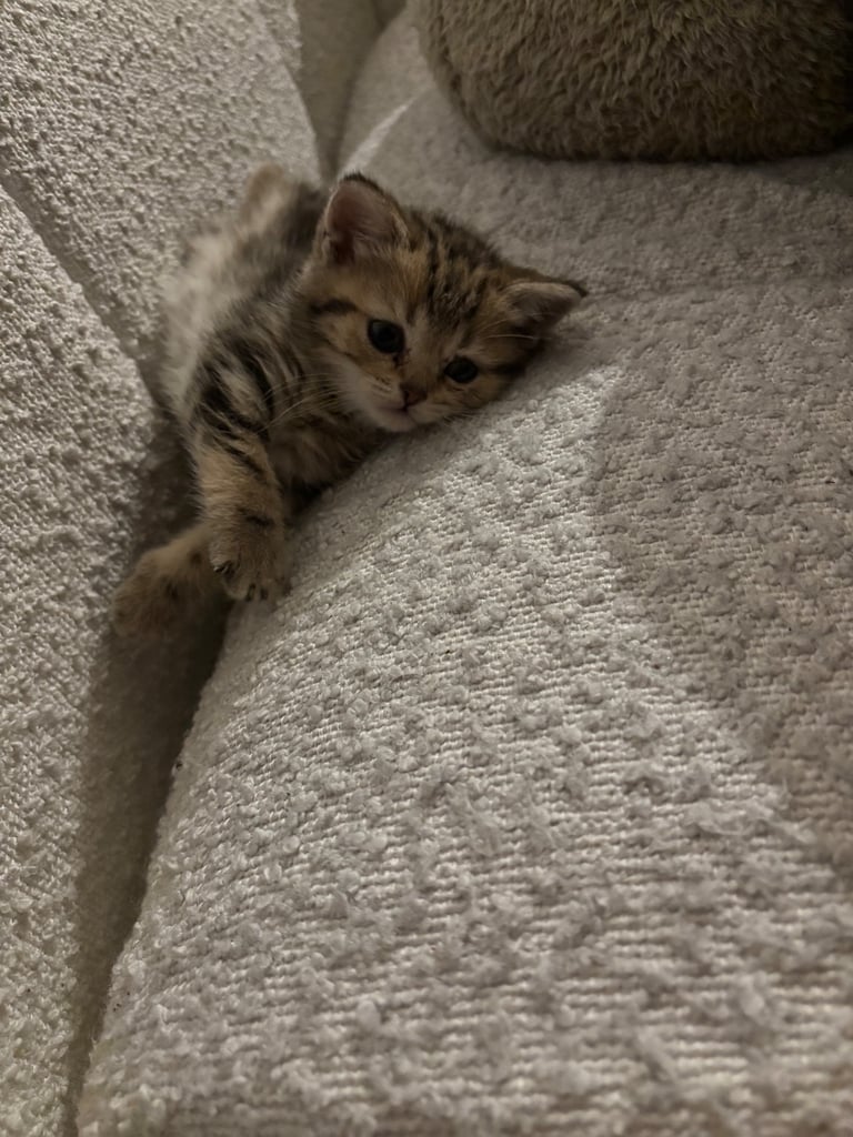 Kitten for sale 