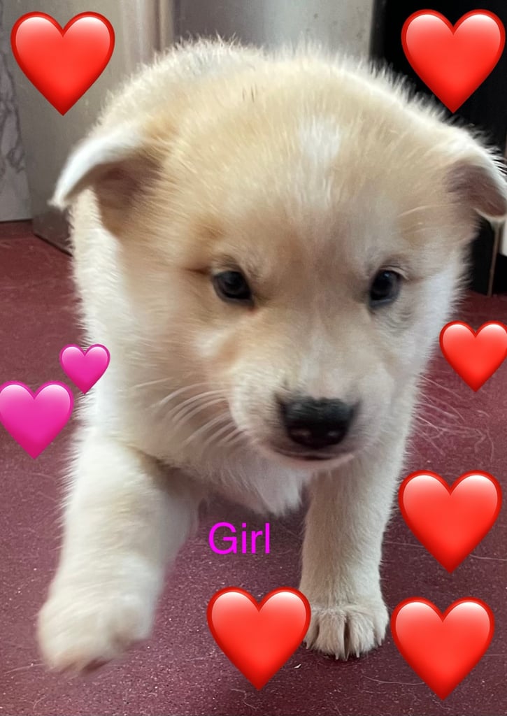 Husky puppies for sale