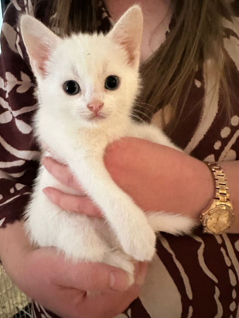 8 beautiful shorthair kittens