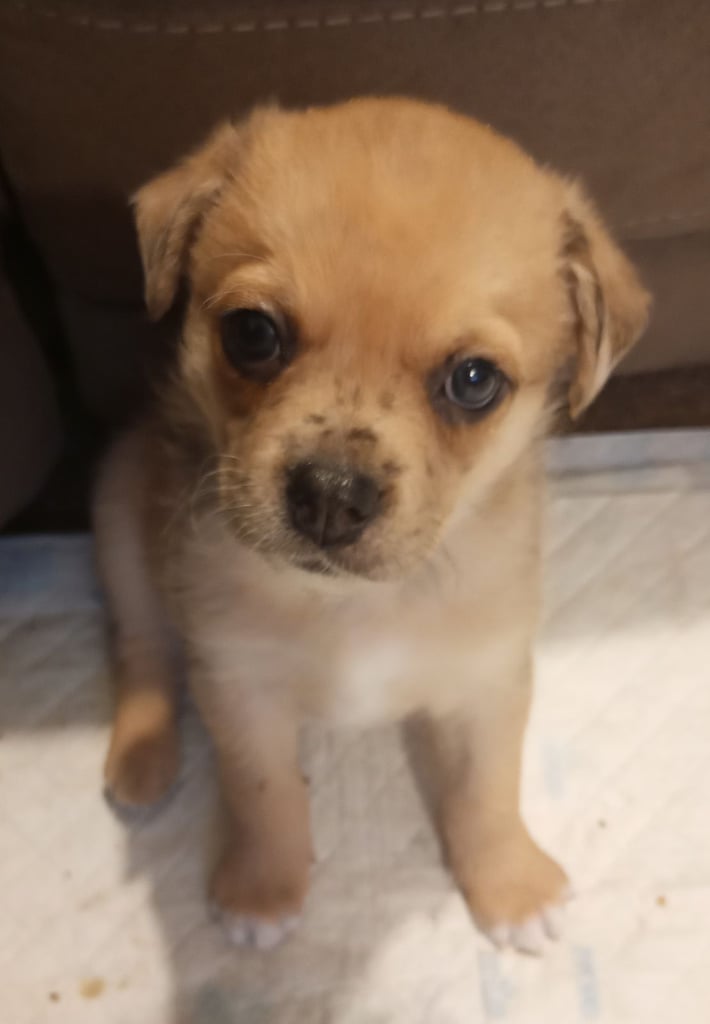 Pug X Collie (Pugollie) Puppies Looking For Their Forever Homes