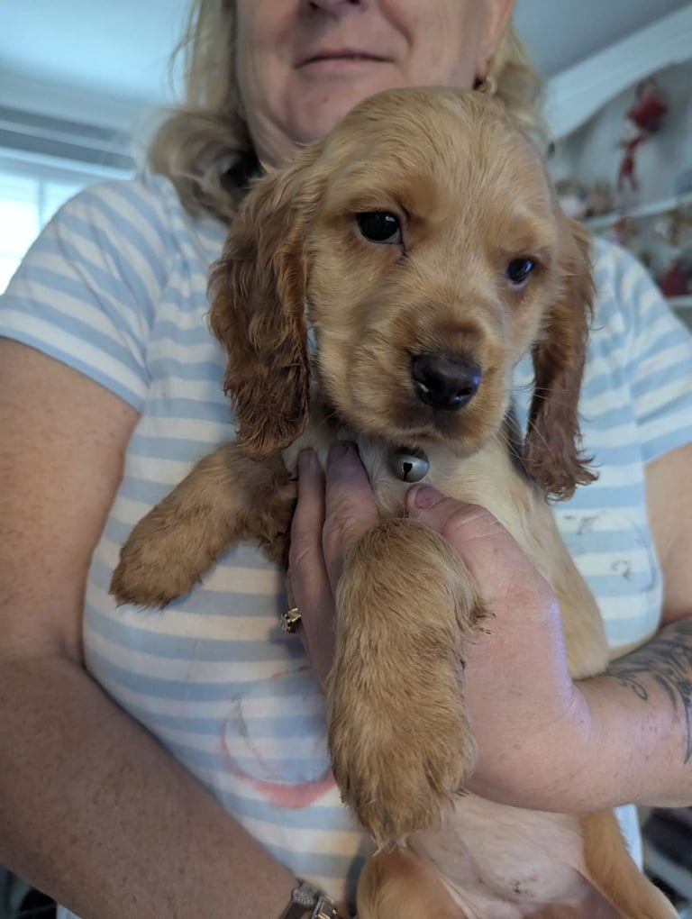 × Ready Now × Beautifull Cocker Spaniel Pups 