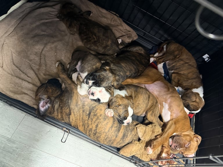 image for Beautiful boxer puppies 