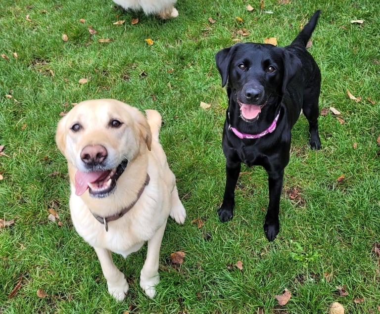Labrador Mix Breed