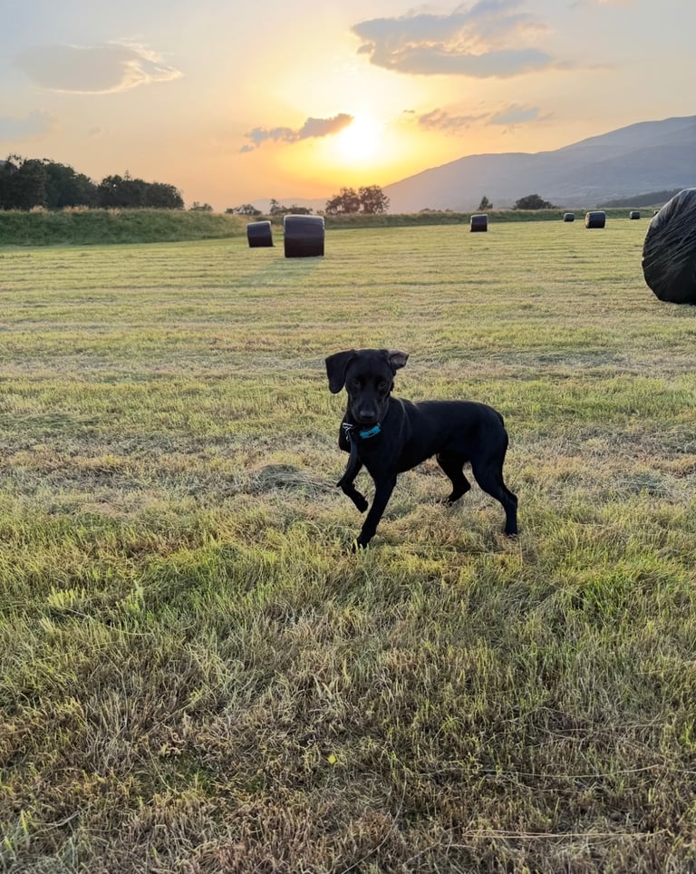 Springador looking for an active home.