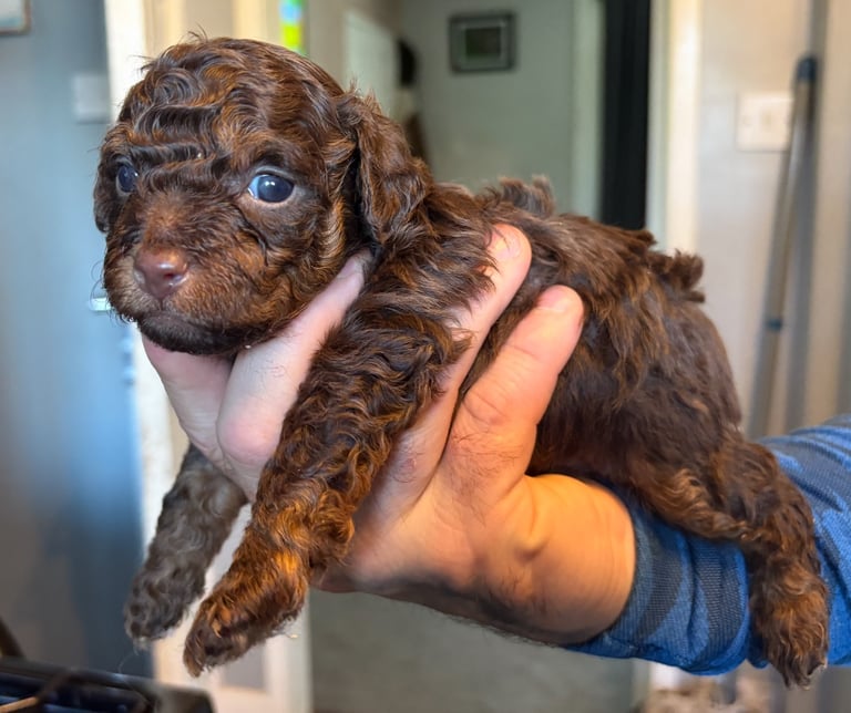 image for Gorgeous F1B Shihpoo puppies ready 4th November 🐾🐕🤍