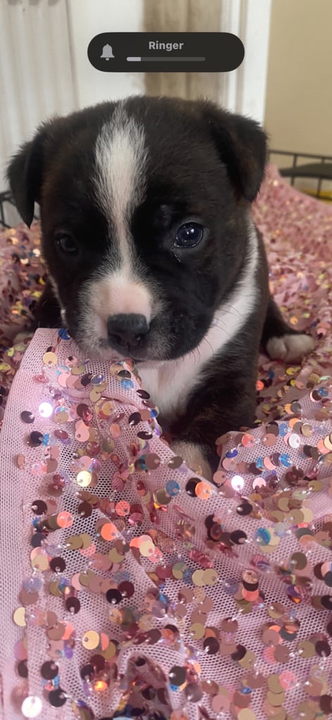 image for Beautiful pure stuffy puppies