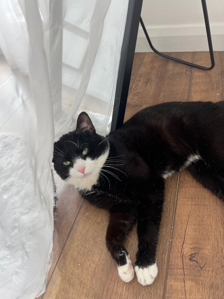 Very friendly British shorthair 