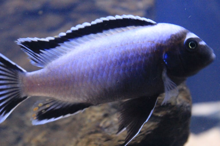 Malawi cichlids tropical fish and syndontis catfish 