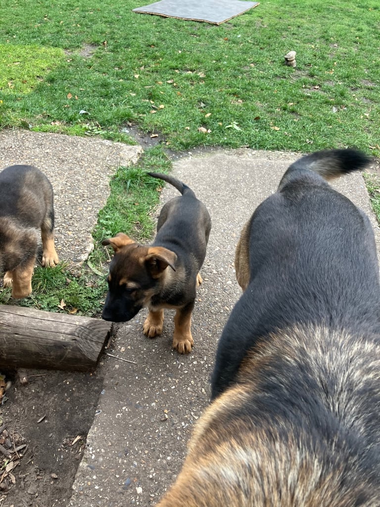 German Shepherd puppies family security dogs