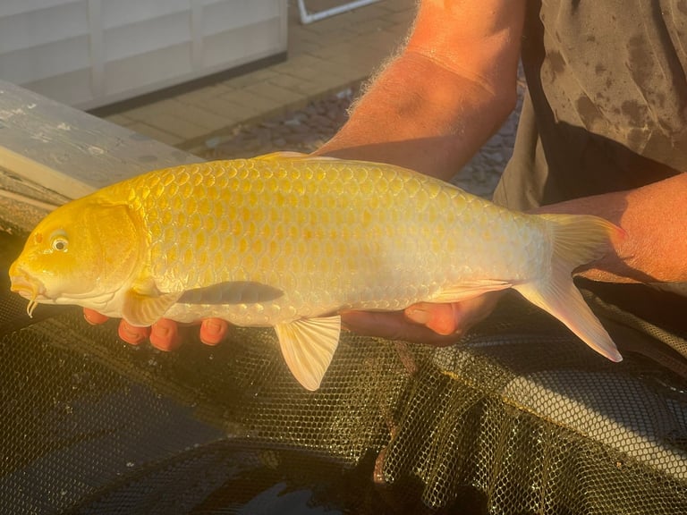 ALLNOW SOLD AND COLLECTED      6 x Large Koi Carp