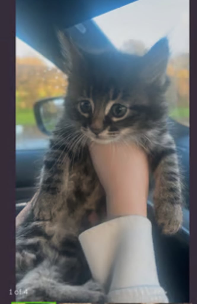 Maine-coon cross kittens 