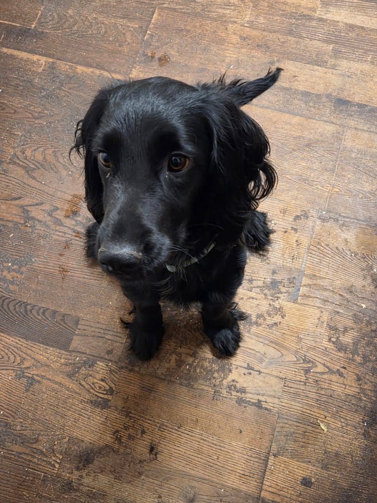 image for Dexter 17 month old