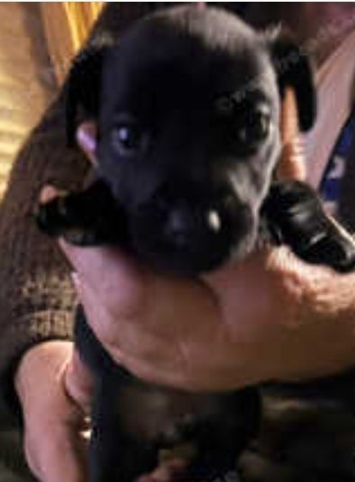 Full Patterdale terrier puppies available now