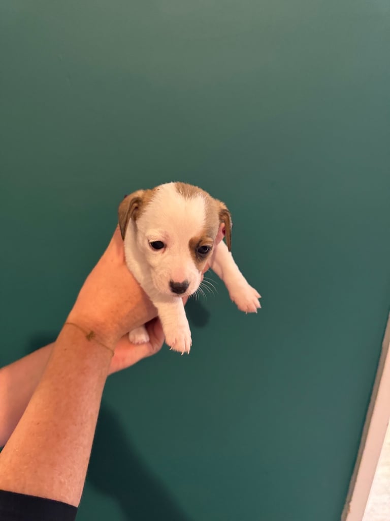 Dachshund x Jack Russel Puppies 