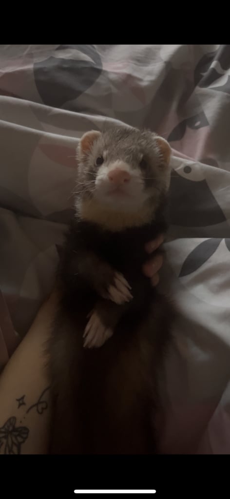 ferret for sale 