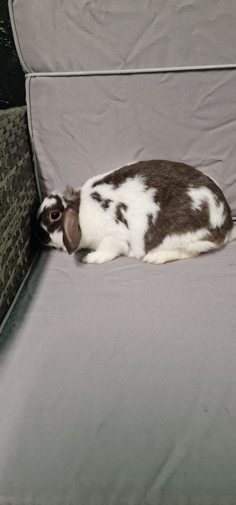 MINI LOP FEMALE RABBIT 