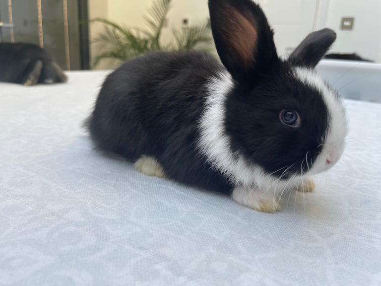 Black bunnies and Black and white baby bunnies with blue eyes