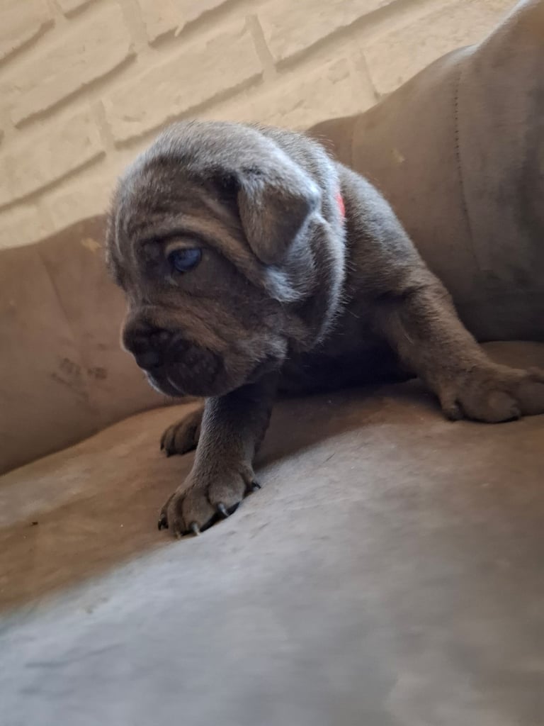 **REDUCED** 2 left Pure Cane Corso puppies (Blue) 2 females left 