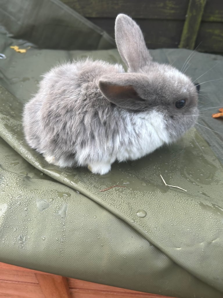 image for Baby mini lops