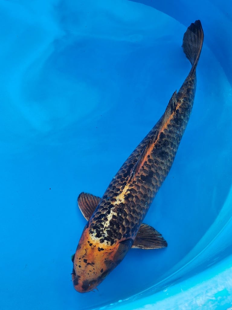 Large Japanese koi fish for sale 