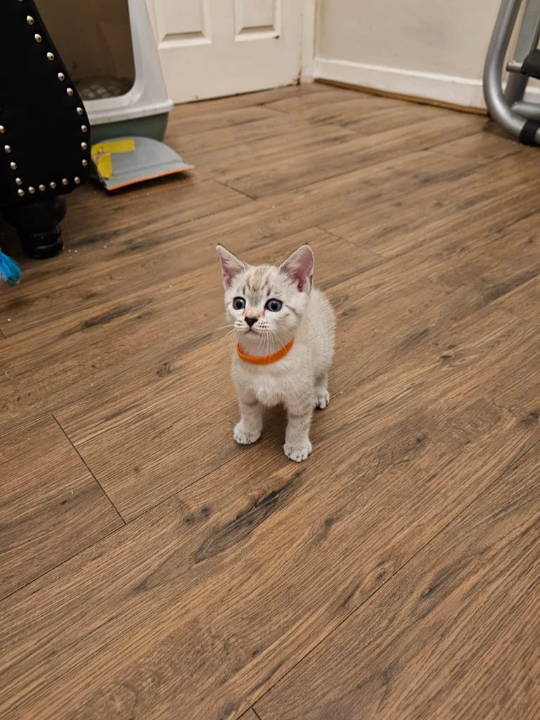 SNOW LEOPARD - SNOW BENGAL KITTENS -LAST ONE LEFT Ready now