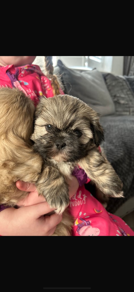 Shihtzu puppies 