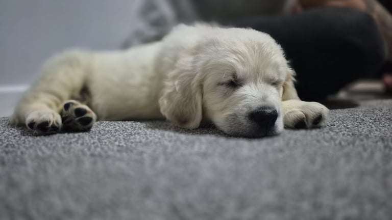 Golden Retriever puppy KC