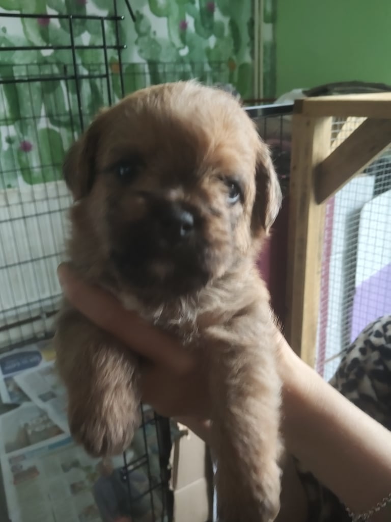 1 Male Puppy Poodle xx Boarder Terrier