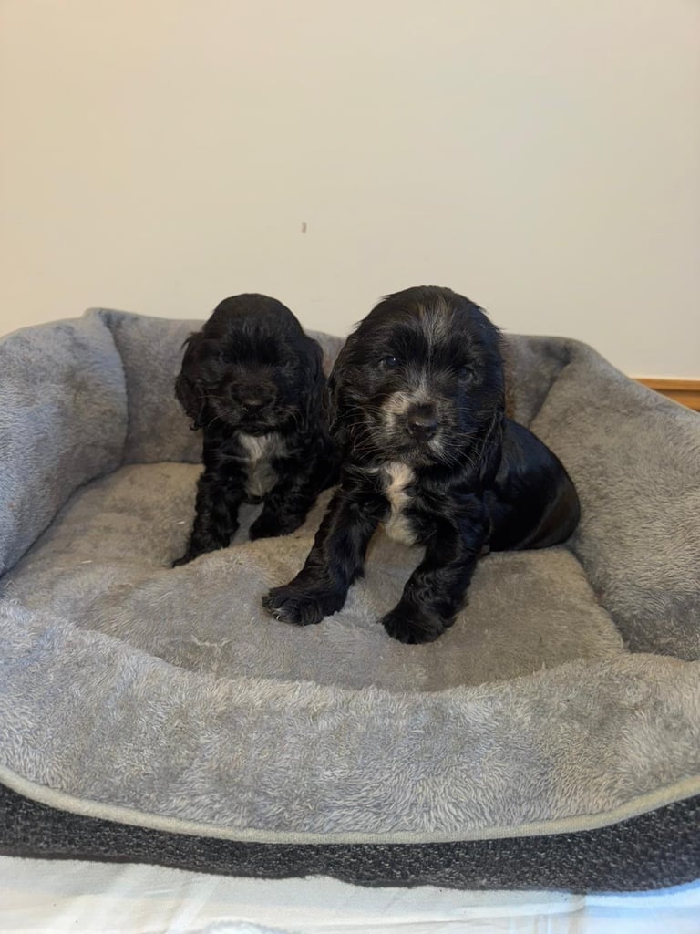 Adorable Show Type Cocker Spaniel Puppies. 