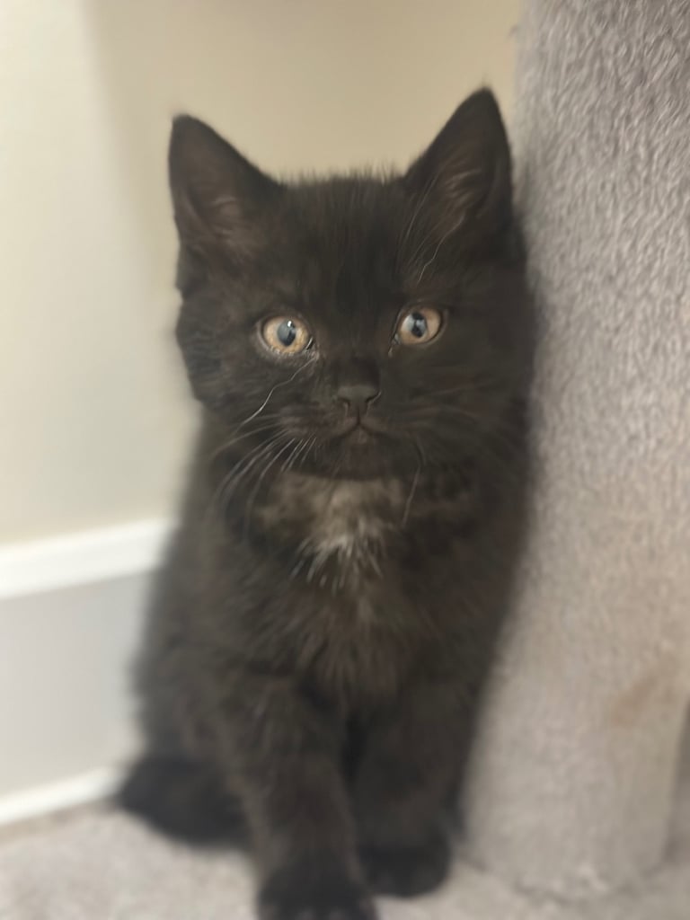 British Shorthair Kittens