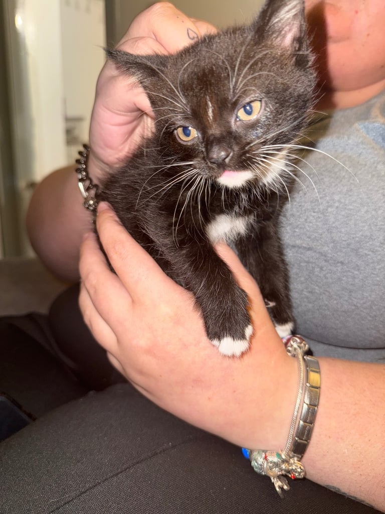 1 black and white kitten looking for her forever home!