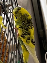Budgie & cage 3 months old