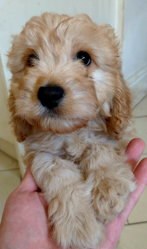F1 Cavapoo Pups - 2 Available (Boy and Girl) Ready Now!