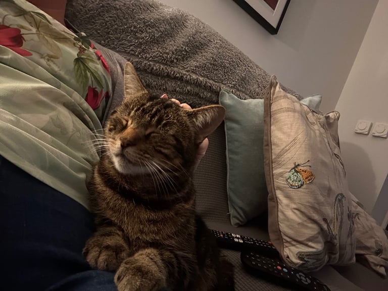 Missing cat Coleraine 