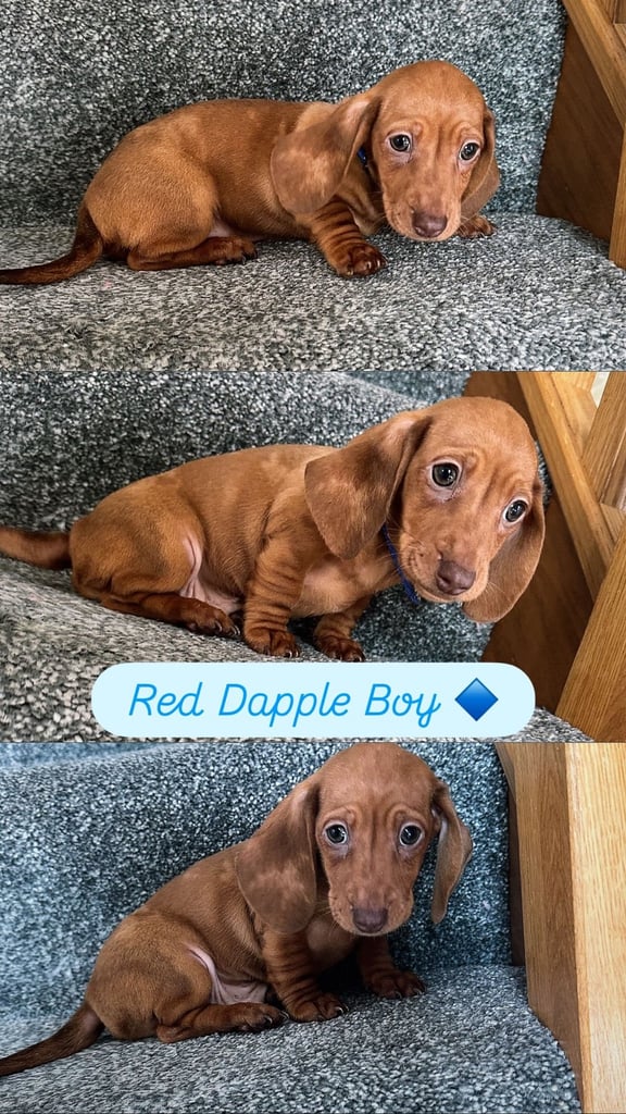 Miniature Dash hounds puppies for sale